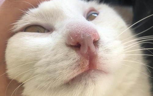 請問貓咪嘔吐的原因及處理方法?