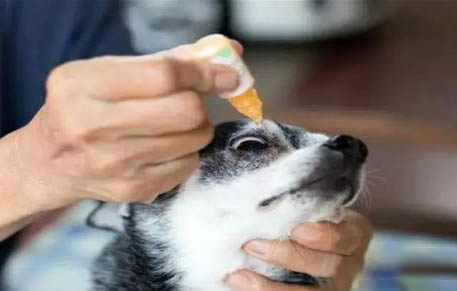 寵物店收狗嗎