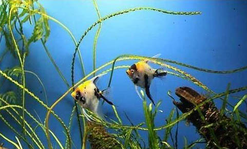 魚缸水肥有哪些原因