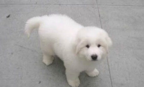 狗狗需要多久驅蟲一次?