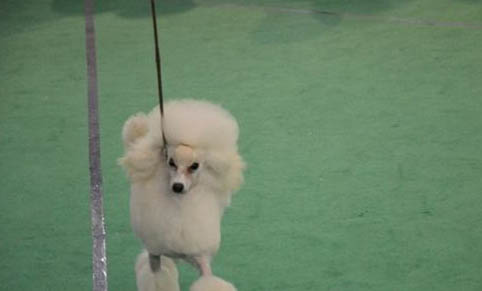 狗狗感染狂犬病癥狀