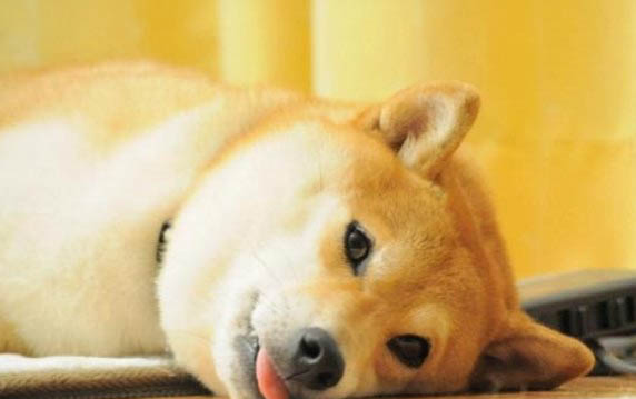狗狗能吃生雞架嗎