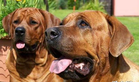 土佐犬壽命