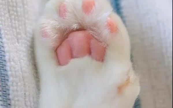 貓得了胸腔積液能活多久?
