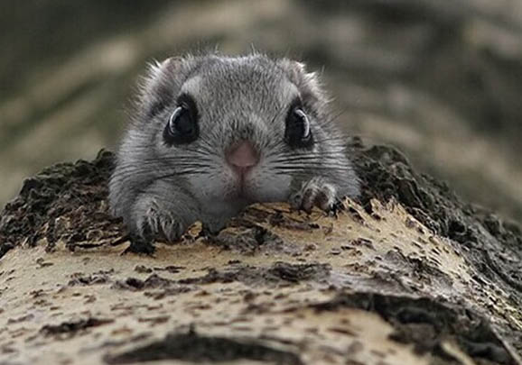 鼯鼠屬于幾級保護動物