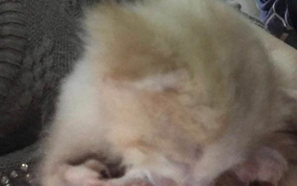 貓咪胰腺炎會傳染嗎