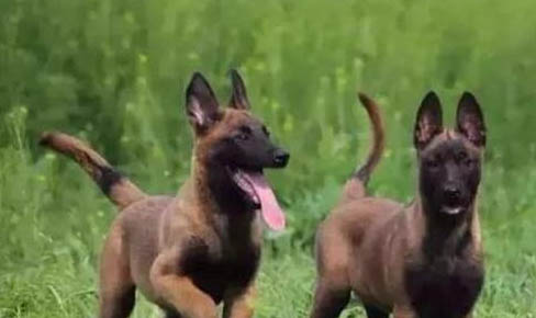 馬犬第一次發情幾個月