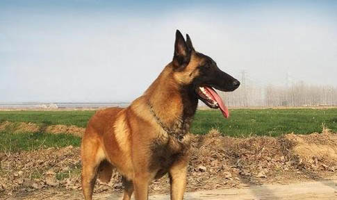 怎么樣讓馬犬不咬人?
