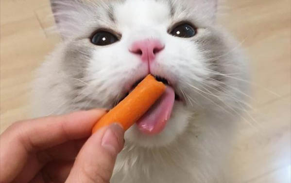貓咪多久一次發情