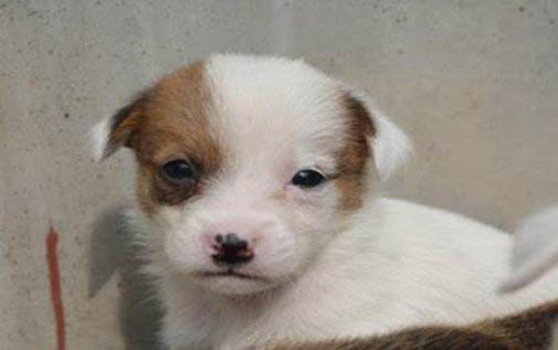 狗狗為什么突然有攻擊性