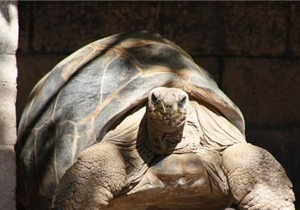 安哥洛卡象龜要辦標(biāo)識(shí)卡