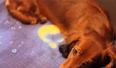 狗狗為什么會得犬瘟熱跟細(xì)小病毒