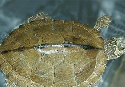 地圖龜能和巴西龜一起養嗎