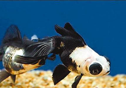 熊貓熱帶魚好養(yǎng)嗎