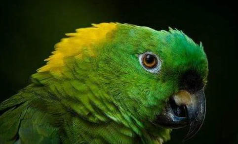 鸚鵡腸炎怎么治療?