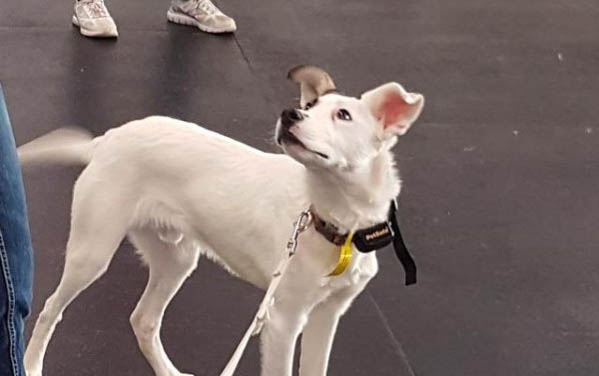 狗狗掉的牙去哪了