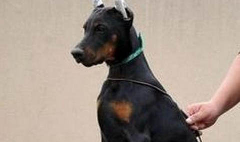杜賓犬價格多少錢一只