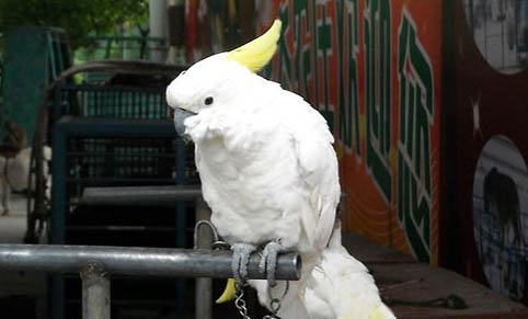 玄鳳鸚鵡花叫是什么意思