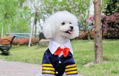 狗狗止痛藥有哪些牌子?