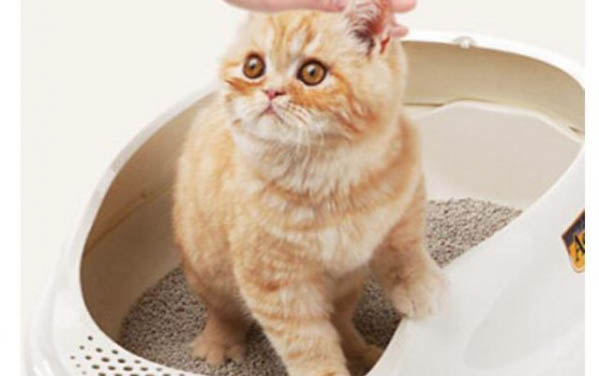 小貓剛出生多久過危險期