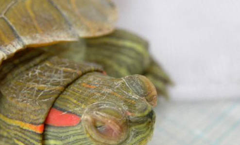 寵物龜腸胃炎的癥狀表現