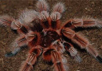 智利火玫瑰蜘蛛多少錢