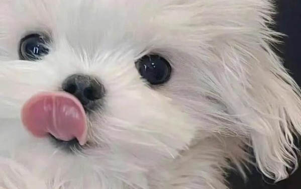 新加坡如何買狗糧便宜的呢