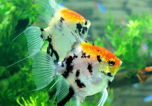 七彩神仙魚是熱帶魚還是冷水魚