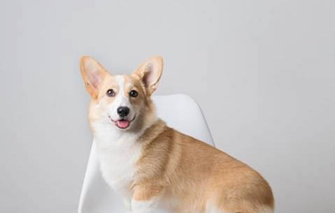 格力犬和靈提犬哪個快