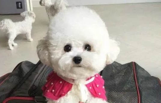比熊犬和泰迪的區(qū)別