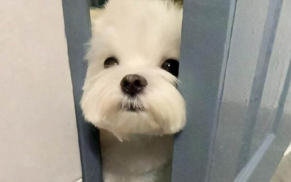 小狗感冒鼻子很干怎么辦
