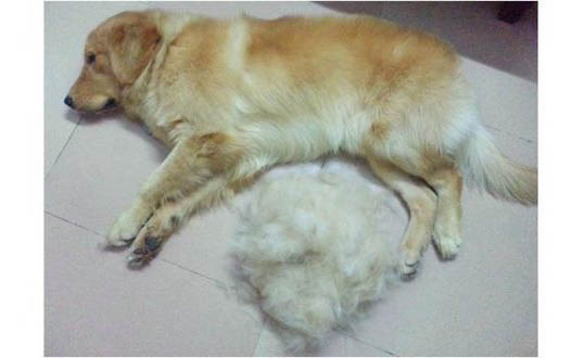 金毛犬產后應注意什么事項