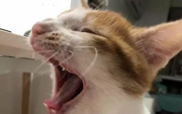 貓能不能吃紅薯