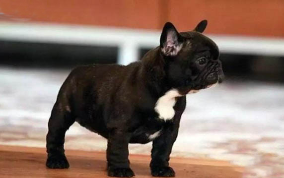 哪種狗比較好養