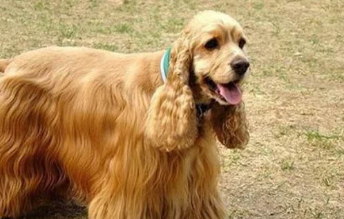 英國可卡犬和美國可卡犬的區(qū)別