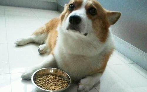 狗狗需要打狂犬疫苗嗎?