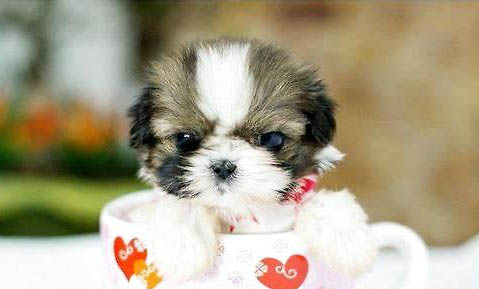 茶杯犬好養(yǎng)嗎飲食注意有哪些