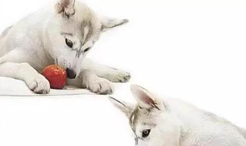 狗子吐黃色粘液是怎么了