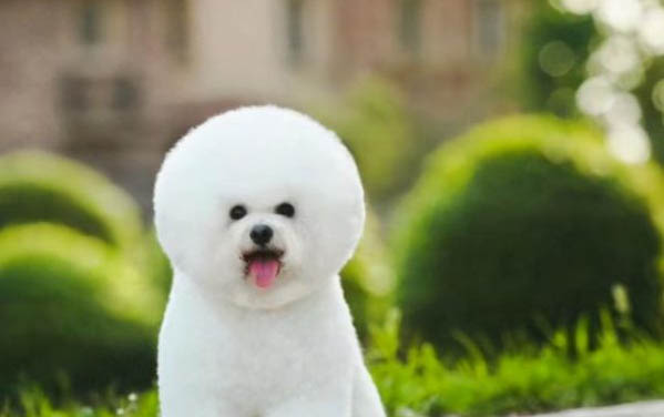 比熊犬與泰迪哪個好養
