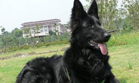 比利時牧羊犬嘔吐不吃東西的原因及處理方法