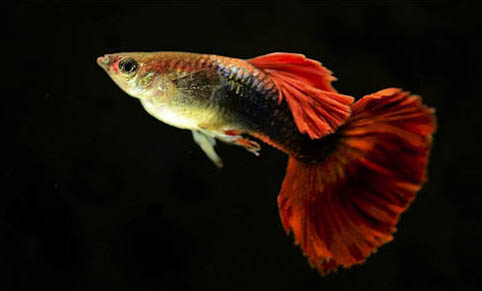 斑馬魚如何飼養長得快