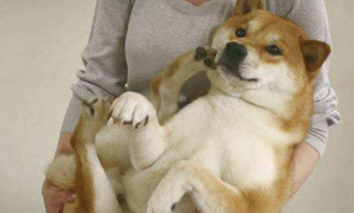 高加索犬最近食欲不好怎么辦
