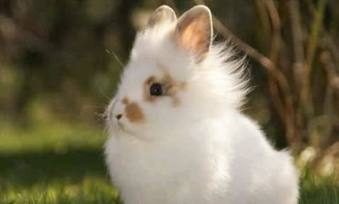 寵物兔子多少錢一只市場價