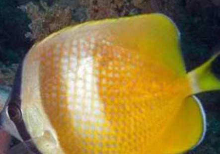 繡蝴蝶魚的喂食要點(diǎn)