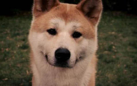 狗狗吃撐了多久會好起來