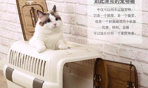 寵物貓可以吃稀飯嗎
