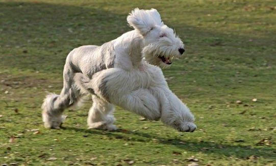 老年犬怎么喂養