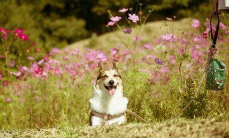 棉花面紗犬哪里有賣