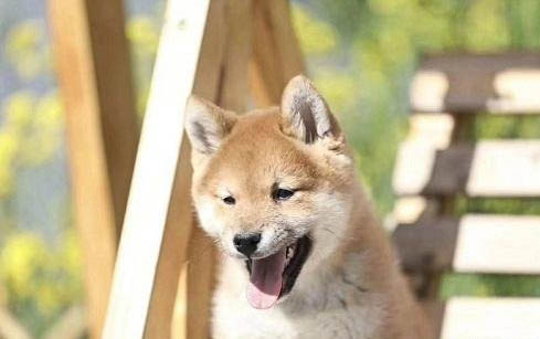 狗狗細小病毒的癥狀有哪些