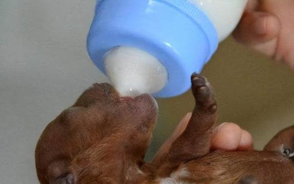 黑色迷你貴賓犬圖片